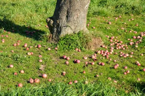 Apples lie on the ground under a tree Stock Photos