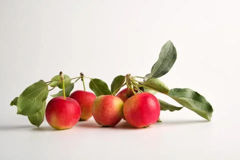Apples on a light background Stock Photos
