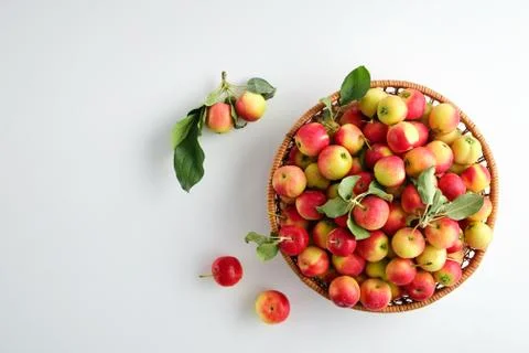 Apples on a light background Stock Photos