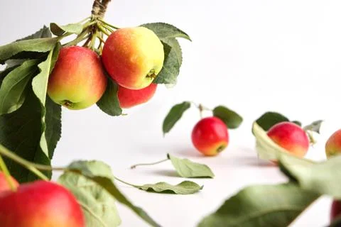 Apples on a light background Stock Photos