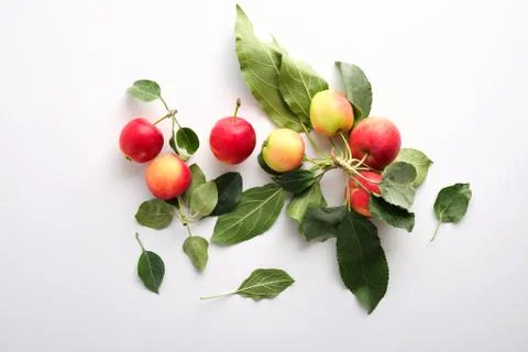 Apples on a light background Stock Photos