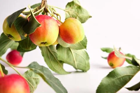 Apples on a light background Stock Photos