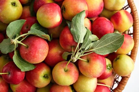 Apples on a light background Stock Photos