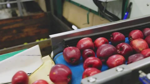 Apples on the line for their selection Stock Footage 201685926