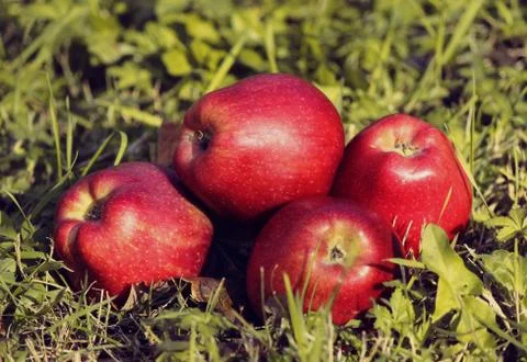 Apples lying in the grass Stock Photos