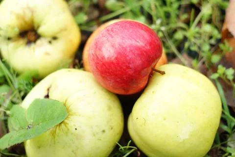 The apples lying on the ground Foto stock
