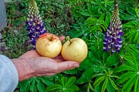 Apples in a man's hand Stock Photos