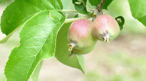 Apples move in the wind Stock Footage 51507541