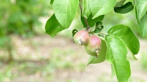 Apples move in the wind Stockbeeldmateriaal 51508737