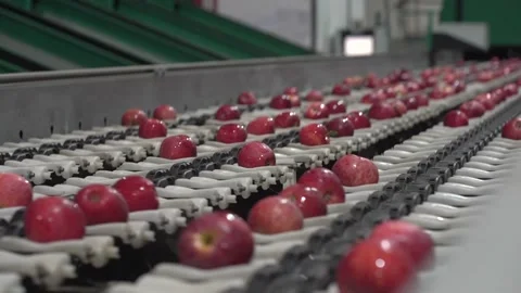 Apples Moving on Automatic Sorting Conveyor Belt in Fruit Packing House. Stock Footage 233888558
