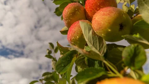 Apples in orchard covered in dew Stock Footage 69918809