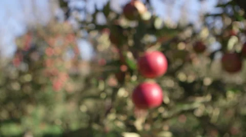 Apples in orchard dolly into focus Video stock 58096301