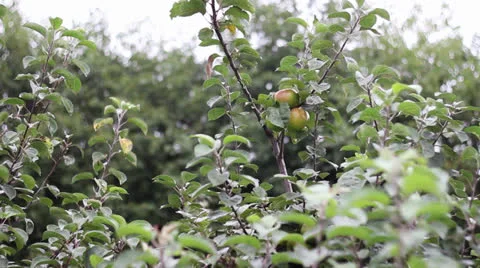 Apples in an Orchard Vidéo 22897700
