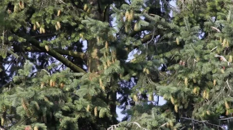 Apples - orchard Stock Footage 40066035