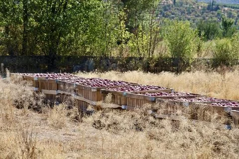 Apples orchard harvest Stock Photos