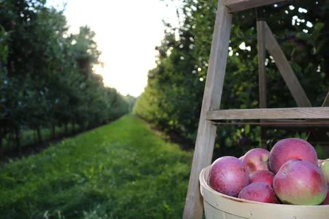 Apples In The Orchard 写真素材