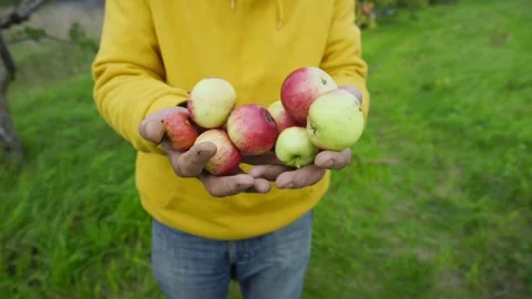 Apples outstretched to camera fall down from palms of farmer Stock Footage 163536750