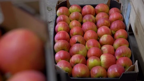 Apples packed in the Box. Apple production Stock Footage 207985702