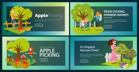 Apples pears plums picking flat set Stock Illustration