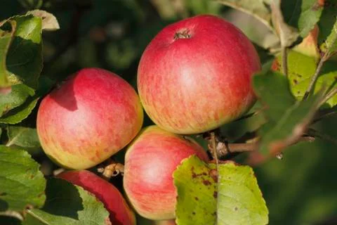 Apples Stock Photos