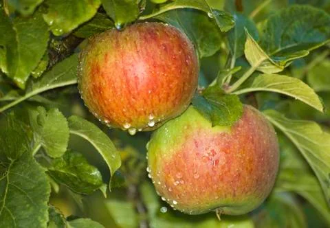 Apples Stock Photos