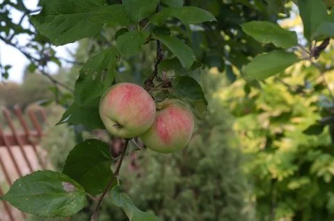 Apples. Stock Photos