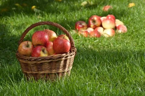Apples Stock Photos