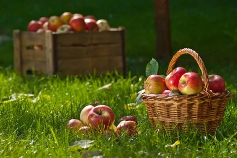 Apples Foto stock