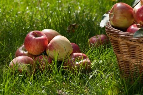 Apples Foto stock