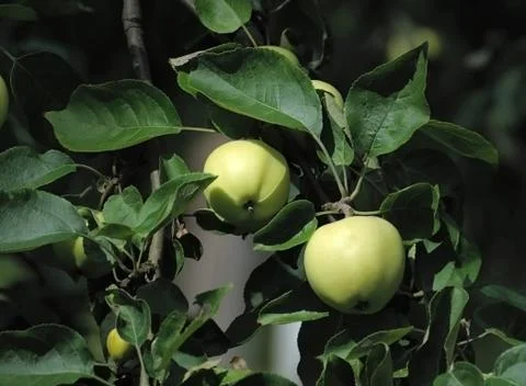 Apples. Stock Photos