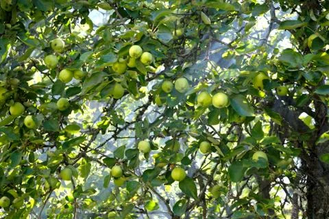 Apples. Stock Photos