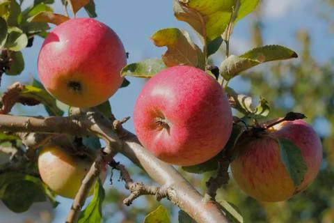 Apples Stock Photos