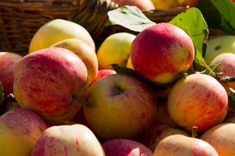 Apples Stock Photos