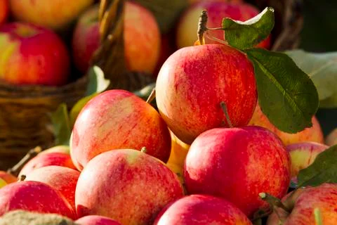 Apples Stock Photos