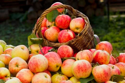 Apples Stock Photos