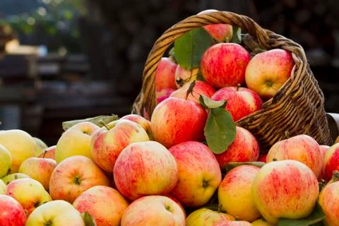 Apples Stock Photos