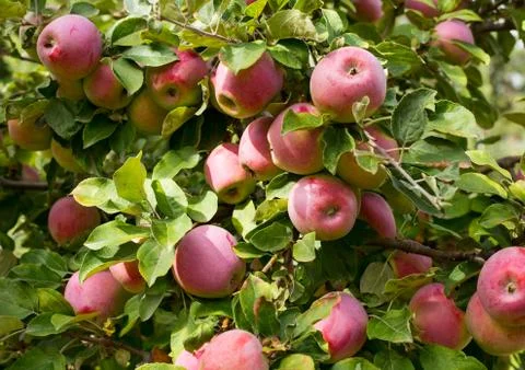 Apples Stock Photos