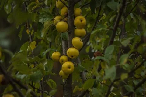 Apples. Stock Photos