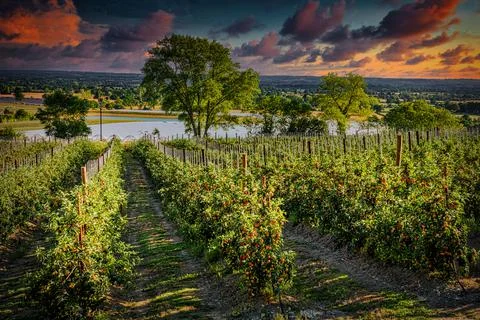 Apples Fotos de archivo