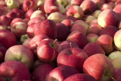 Apples Stock Photos