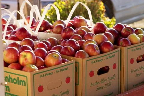 Apples Stock Photos