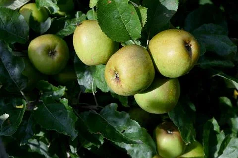 Apples 库存照片