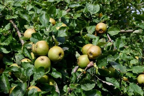 Apples Photos