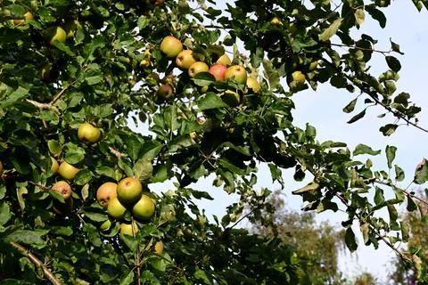 Apples Foto stock
