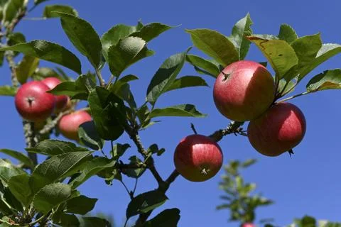 Apples Foto stock