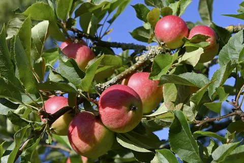 Apples Foto stock