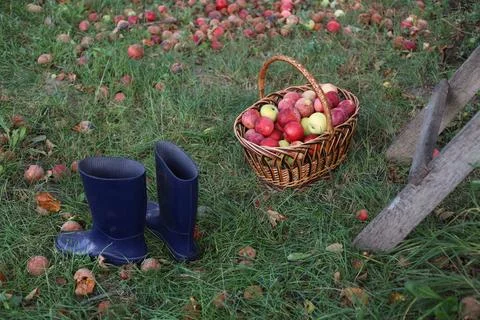 Apples Stock Photos