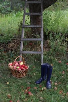 Apples Stock Photos