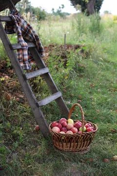 Apples Stock Photos