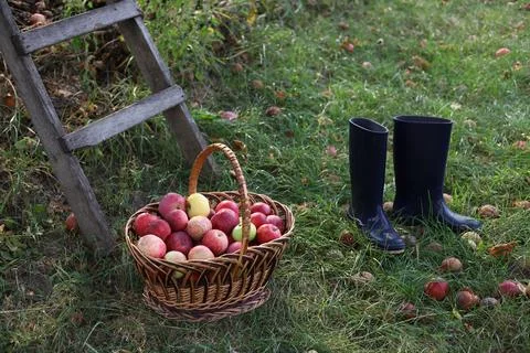 Apples Stock Photos